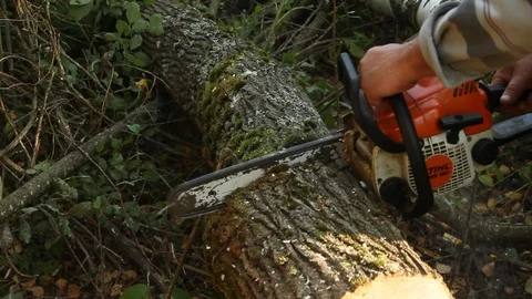 Cutting through wood with chainsaw Stock Footage 115980283