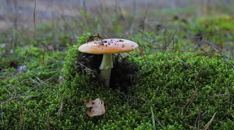Cutting a Toadstool Mushroom Stock Footage 55324600