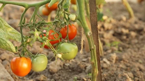 Cutting tomatoes in greenhouse Video stock 79960623