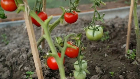 Cutting tomatoes in greenhouse Stock Footage 79960757