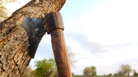 Cutting tree by ax, close up image Stock Photos