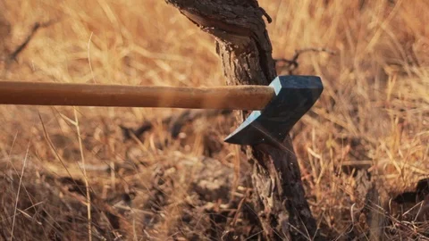 Cutting tree with axe in the countryside. Yellow. Sunset Vidéo 122760156