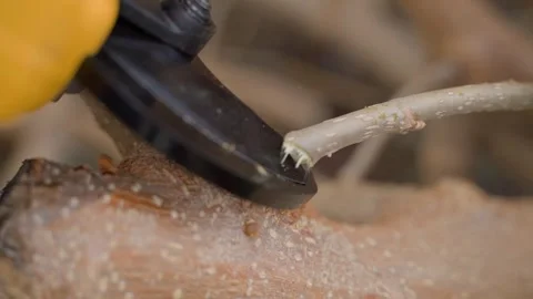 Cutting tree branch with electric pruner close-up Stock-Footage 339761619