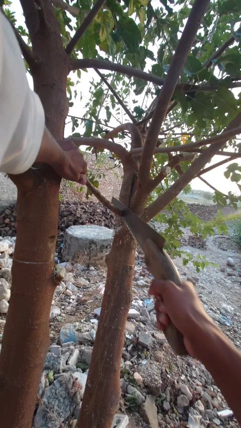 Cutting A Tree Branch With A Hand Saw, First Person POV Stock Footage 347001135