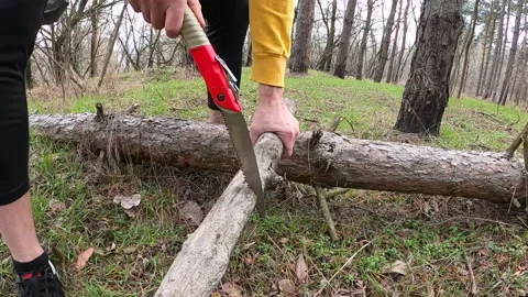 Cutting a tree branch with a handsaw in the forest, Man working with saw. Stock Footage 151164041
