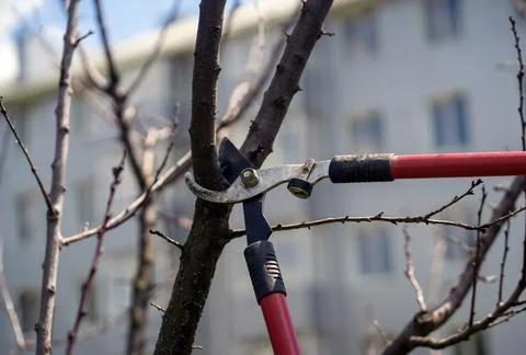 Cutting tree branches with a big pruner. Stock Photos