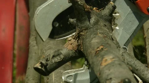 Cutting tree branches Stock-Footage 18195483