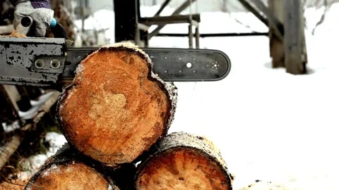 Cutting tree with Chainsaw falling down on the ground after Storm Arborist cuts Stock Footage 336569998