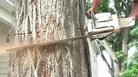 Cutting into Tree with Chainsaw Video stock 12576942