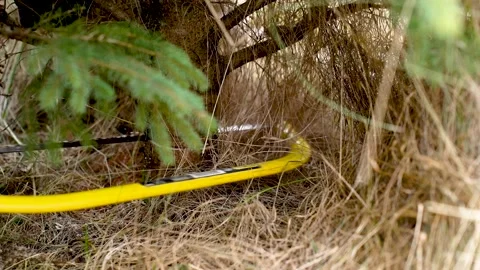 Cutting tree for Christmas Stock Footage 226473715