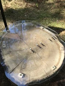 Cutting a tree to determine its age Stock Photos