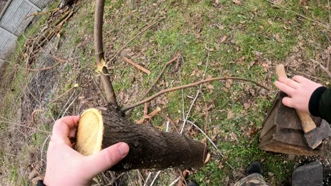 Cutting a tree by hand with an axe. Wood harvesting. Stock Footage 229316164