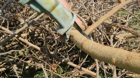 Cutting tree limbs 動画素材 10853809