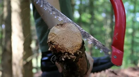 Cutting Tree With Saw Slow Motion Stock Footage 41795915