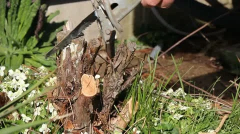 Cutting a tree stump 動画素材 10869516