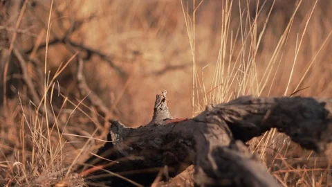 Cutting tree trunk with axe in the countryside. Yellow. Sunset Vidéo 122761535