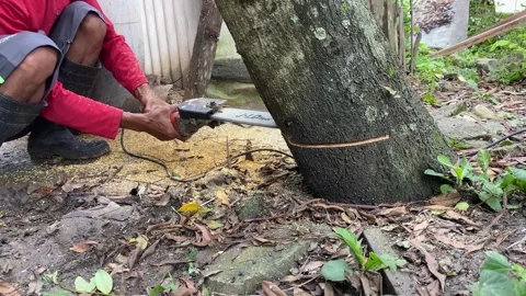 Cutting a Tree Trunk with a Mini Chainsaw Outdoors Stock Footage 329284026
