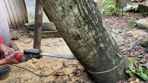 Cutting a Tree Trunk with a Mini Chainsaw Outdoors Stock Footage 329284162