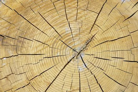 Cutting a tree trunk Stock Photos