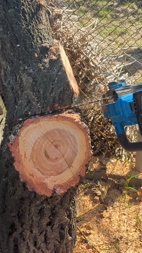 Cutting a tree trunk in a yard Stock Footage 267690263