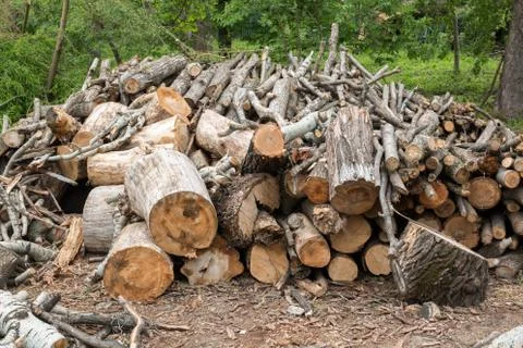 Cutting tree wood end logs Stock Photos