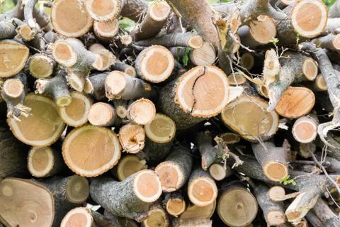 Cutting tree wood end logs Stock Photos