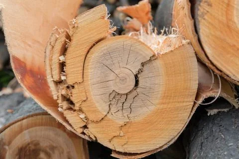 Cutting tree wood end texture, cut bark Stock Photos
