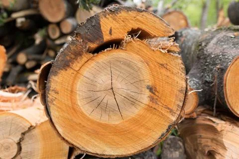 Cutting tree wood end texture Stock Photos