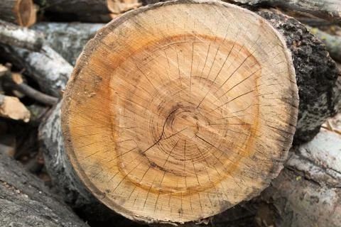 Cutting tree wood end texture Stock Photos