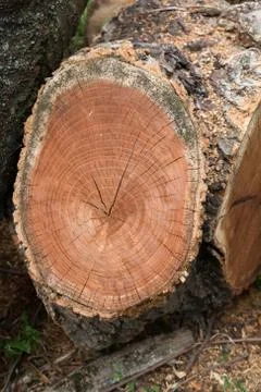 Cutting tree wood end texture Stock Photos