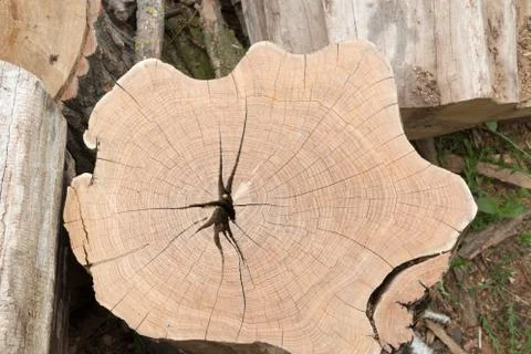 Cutting tree wood end texture Stock Photos
