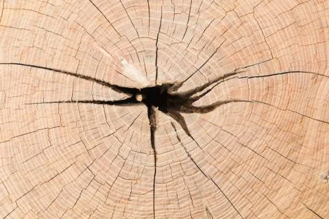 Cutting tree wood end texture close-up Stock Photos