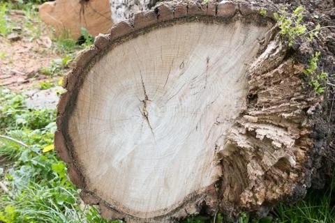 Cutting tree wood end texture Stock Photos