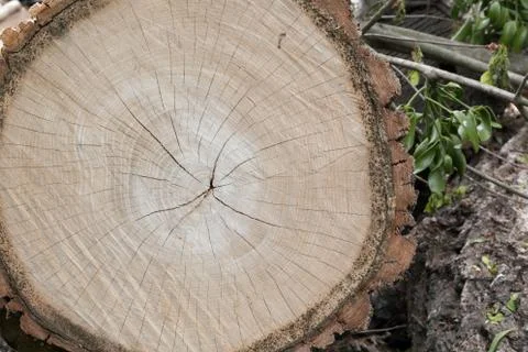 Cutting tree wood end texture Stock Photos