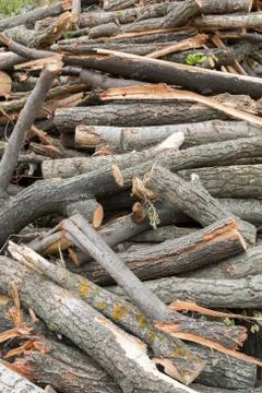Cutting tree wood logs Stock Photos