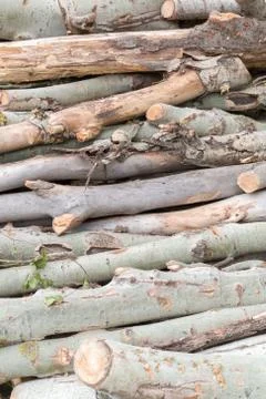 Cutting tree wood logs Stock Photos