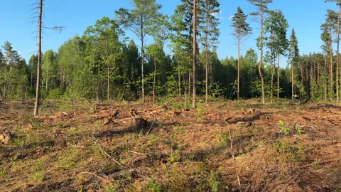 Cutting trees. Deforestation forest and Illegal logging. Forest destruction Stock Footage 251590171