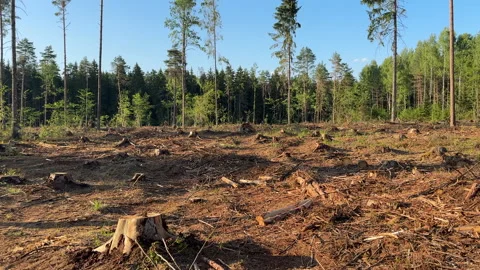 Cutting trees. Deforestation forest and Illegal logging. Forest destruction Stock Footage 251590228