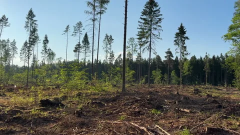 Cutting trees. Deforestation forest and Illegal logging. Forest destruction Stock Footage 251590251
