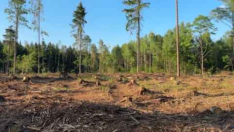 Cutting trees. Deforestation forest and Illegal logging. Forest destruction Stock Footage 251590399