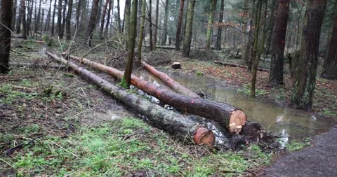 Cutting trees down Stock Footage 264600124