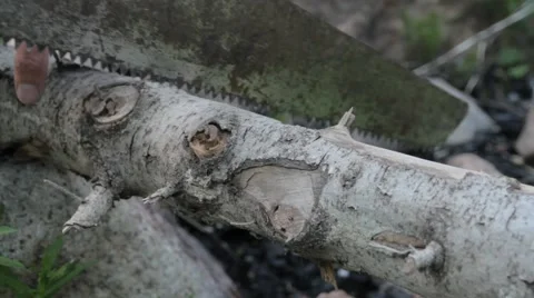 Cutting trees with a hand saw Video stock 68868923