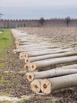 Cutting of trees, poplars Stock Photos