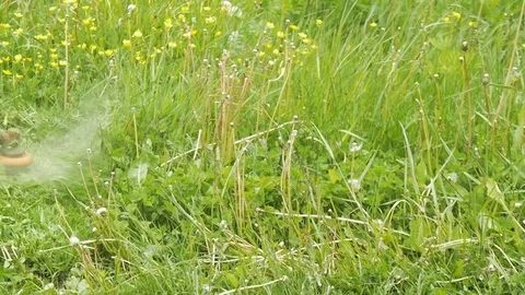 Cutting trimmer work Video stock 76429951