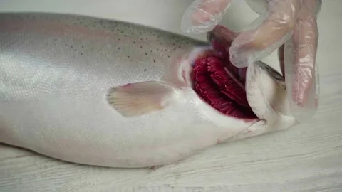 Cutting trout on the table Stock Footage 143624910