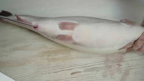 Cutting trout on the table Stock Footage 143624993