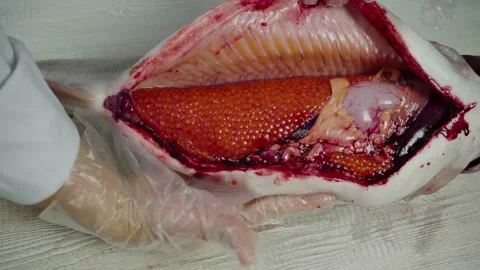 Cutting trout on the table Stock Footage 143625111