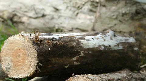 Cutting trunk with chainsaw / Slow motion Stock Footage 68370497