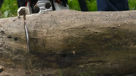 Cutting trunk with chainsaw / Slow motion Stock Footage 68372550