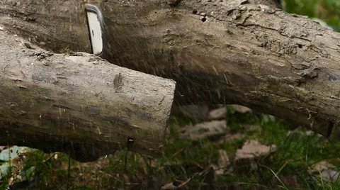 Cutting trunk with chainsaw / Slow motion Stock Footage 68373264